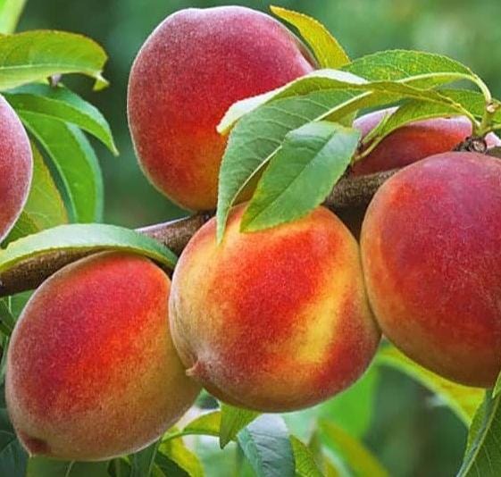 تولید و فروش نهال پیوندی و غیر پیوندی اصلاح شده بهمن پور در قزوین